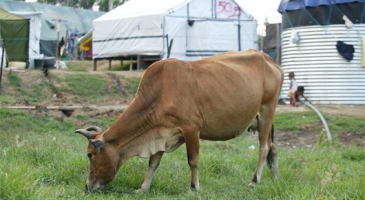 ASEAN livestock sector plan of action in finalization
